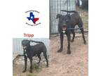 Adopt Tripp a Black Labrador Retriever