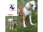 Adopt Patch a Black Mouth Cur