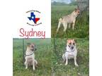 Adopt Sydney a Australian Cattle Dog / Blue Heeler