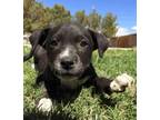 Adopt White Soxs a Black Labrador Retriever, Staffordshire Bull Terrier
