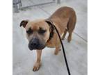 Adopt Buttercup a Black Mouth Cur