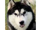 Siberian Husky Puppy for sale in Princeton, MO, USA