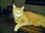 Adopt Leo a Orange or Red Tabby Calico / Mixed (medium coat) cat in Dickinson