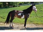Adopt ROSA a Black Paint/Pinto / Mixed horse in Union, MO (35191665)