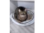 Adopt Helen a Tiger Striped Domestic Shorthair (short coat) cat in Webster City