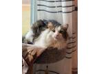 Adopt Thumper a Black & White or Tuxedo Maine Coon / Mixed (long coat) cat in