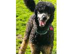 Adopt RUFUS a Poodle (Standard) / Mixed dog in Gloucester, VA (37533518)