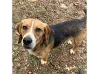 Adopt Emmett a Beagle / Mixed dog in Rocky Mount, VA (37532891)