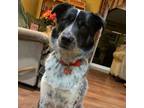 Adopt Reo a Black Pointer / Pointer / Mixed dog in Olathe, KS (37531852)