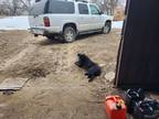 Adopt Unnamed a Black Labrador Retriever / Mixed dog in Plainview, NE (37521797)