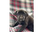 Adopt Kace a Black Labrador Retriever / Golden Retriever / Mixed dog in Taylors
