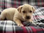 Adopt Kamp a Tan/Yellow/Fawn - with White Labrador Retriever / Golden Retriever