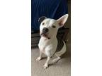 Adopt Loki a White - with Gray or Silver American Pit Bull Terrier / Mixed dog