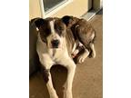 Adopt Patch a Brindle - with White Boxer / Mixed dog in Niagara Falls