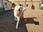 Adopt Thomas a White - with Tan, Yellow or Fawn Great Pyrenees / Jindo / Mixed