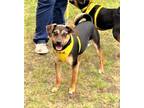 Adopt Carol a Black Miniature Pinscher / Mixed dog in Bartlesville
