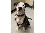 Adopt Apollo a Black American Pit Bull Terrier / Mixed dog in Baraboo