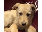 Adopt Flora a Tan/Yellow/Fawn Collie / Mixed dog in Bartlesville, OK (37528433)