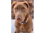 Adopt Browny a Brown/Chocolate American Pit Bull Terrier / Doberman Pinscher /