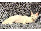 Sylvester, Domestic Shorthair For Adoption In Kerrville, Texas