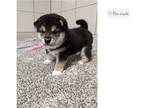 Shiba Inu Puppy for sale in Evansville, IN, USA