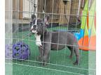 French Bulldog PUPPY FOR SALE ADN-567600 - Blue Girl