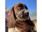 English Springer Spaniel Puppy for sale in Beaumont, CA, USA