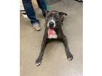 Adopt Tony Soprano 53495 a Black - with White American Pit Bull Terrier / Mixed