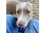 Adopt Rosie the Rose 53603 a Tan/Yellow/Fawn American Pit Bull Terrier / Mixed