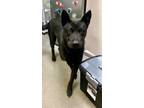 Adopt Sasha Swan Lake 53587 a Black Labrador Retriever / Chow Chow / Mixed dog