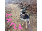 Adopt Layla a Black German Shepherd Dog / Mixed dog in Belleville, MI (37545483)