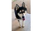 Adopt Kira Cheyenne 53564 a Black - with White Husky / Mixed dog in Pampa