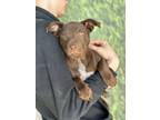 Adopt Pink a Brown/Chocolate - with White Pointer dog in Castle Rock