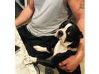 Adopt Bruce a Black - with White Boston Terrier dog in Seguin, TX (37544895)