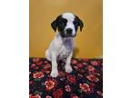 Adopt Jaegar Clade a White Labrador Retriever / Mixed dog in Altoona