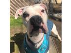 Adopt Odie Cakes a Boxer / Mixed dog in Hampton, VA (37537133)