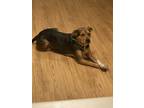 Adopt Braxton a Brindle Catahoula Leopard Dog / Mixed dog in Fort Polk
