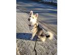Adopt Milo a Siberian Husky / Mixed dog in Sudbury, ON (37542461)