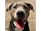 Adopt Boone a Pit Bull Terrier dog in Yankton, SD (37540545)