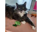 Adopt Finn a Gray or Blue Domestic Longhair / Mixed cat in Sedalia