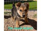 Adopt Toy a Black - with Tan, Yellow or Fawn Australian Kelpie / Mixed dog in