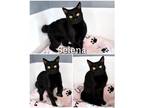 Adopt Selena a All Black Domestic Shorthair (short coat) cat in Saint James