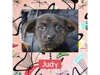 Adopt Judy a Boston Terrier / Mixed dog in Littleton, CO (37540244)