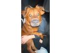 Adopt Roxie a Red/Golden/Orange/Chestnut Chow Chow / Black Mouth Cur / Mixed dog
