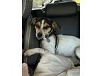 Adopt Milo a Brown/Chocolate - with White Jack Russell Terrier / Rat Terrier /