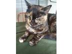 Adopt Major Samantha Carter a Domestic Mediumhair / Mixed cat in Cleveland