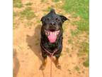 Adopt Titan a Black Rottweiler / Mixed dog in Lynchburg, VA (37538586)