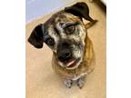 Adopt Daisy a Brown/Chocolate Boxer / Mixed dog in Burton, MI (37538551)