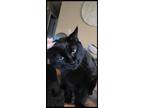 Adopt Collette a All Black American Shorthair / Mixed (short coat) cat in