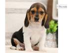 Beagle Puppy for sale in Springfield, MO, USA